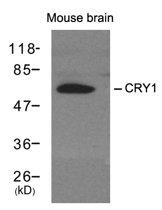 Polyclonal Antibody to CRY1