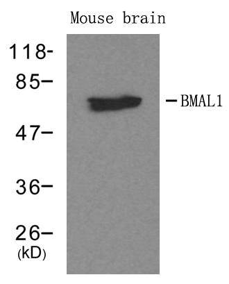 Polyclonal Antibody to BMAL1