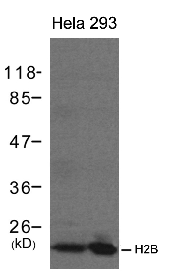 Polyclonal Antibody to H2B