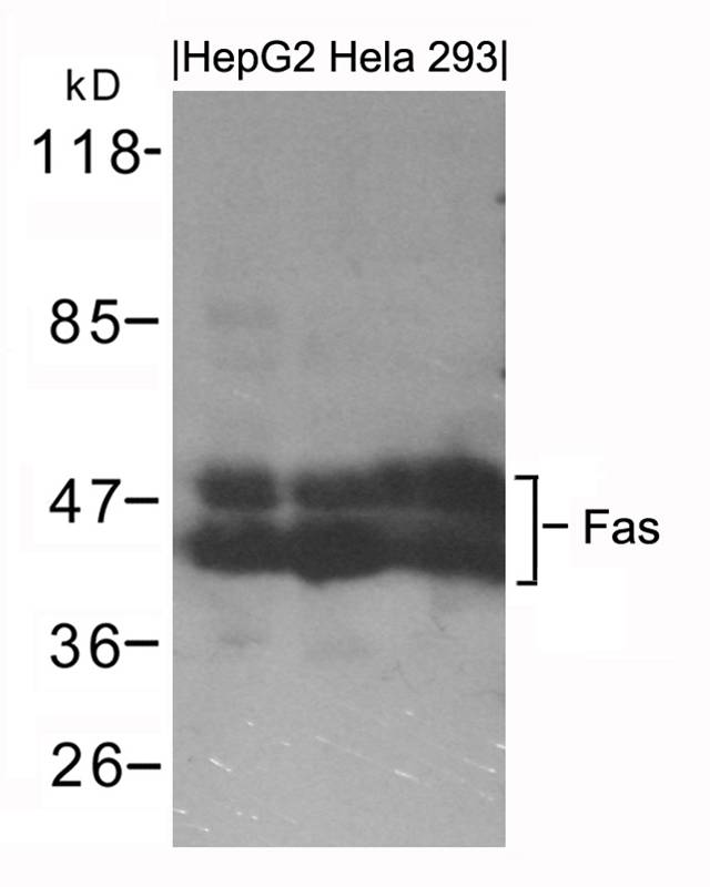 Polyclonal Antibody to Fas