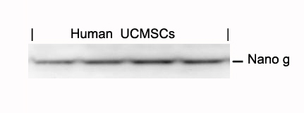 Polyclonal Antibody to Nanog