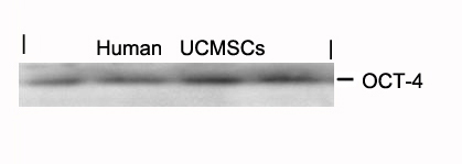 Polyclonal Antibody to OCT4