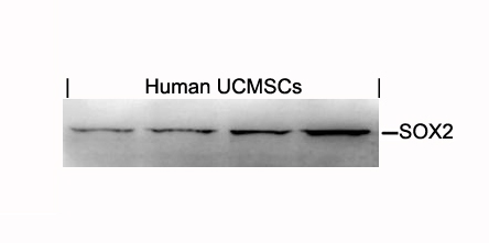 Polyclonal Antibody to SOX2