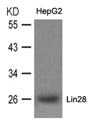 Polyclonal Antibody to Lin28