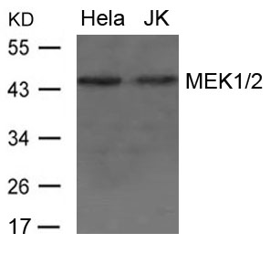 Polyclonal Antibody to MEK1/2