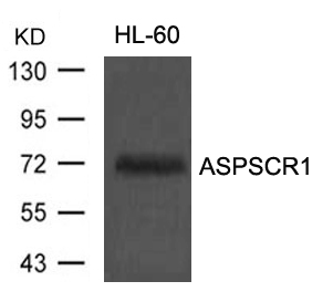 Polyclonal Antibody to ASPSCR1