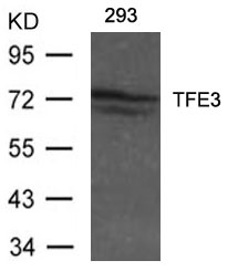 Polyclonal Antibody to TFE3