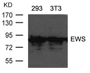 Polyclonal Antibody to EWS