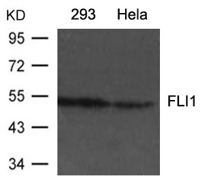 Polyclonal Antibody to FLI1