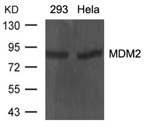 Polyclonal Antibody to MDM2