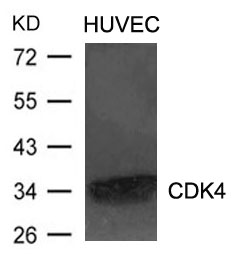 Polyclonal Antibody to CDK4