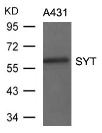 Polyclonal Antibody to SYT