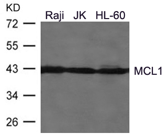 Polyclonal Antibody to MCL1