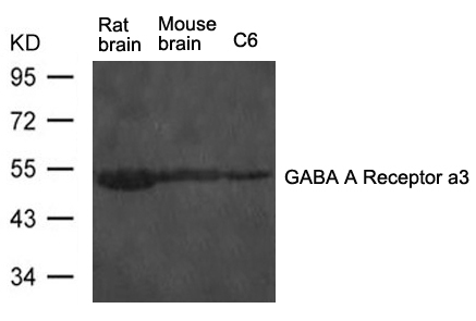 Polyclonal Antibody to GABA A Receptor a 3