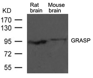 Polyclonal Antibody to GRASP