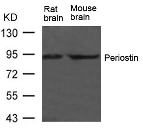 Polyclonal Antibody to Periostin