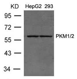 Polyclonal Antibody to PKM1/2