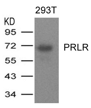 Polyclonal Antibody to PRLR