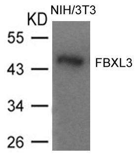 Polyclonal Antibody to FBXL3