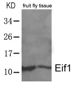 Polyclonal Antibody to Eif1