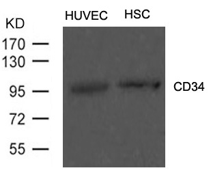 Polyclonal Antibody to CD34