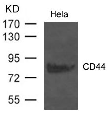 Polyclonal Antibody to CD44