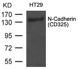 Polyclonal Antibody to N-Cadherin(CD325)