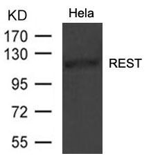 Polyclonal Antibody to REST