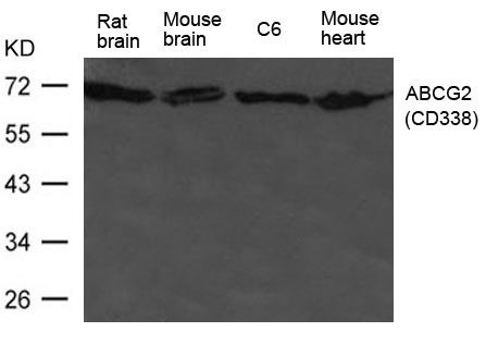 Polyclonal Antibody to ABCG2(CD338)