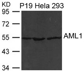 Polyclonal Antibody to AML1(RUNX1)