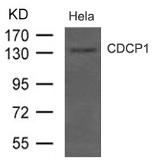 Polyclonal Antibody to CDCP1(CD318)