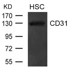 Polyclonal Antibody to CD31(PECAM1) (Discontinued)