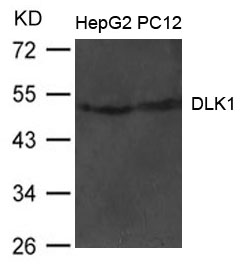 Polyclonal Antibody to DLK1