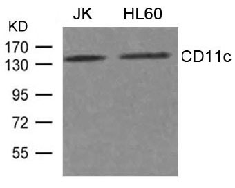 Polyclonal Antibody to CD11c