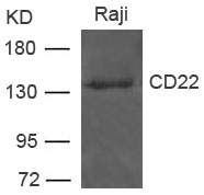 Polyclonal Antibody to CD22