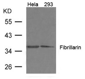 Polyclonal Antibody to Fibrillarin