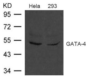 Polyclonal Antibody to GATA-4