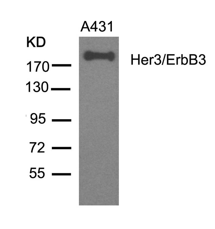 Polyclonal Antibody to Her3/ErbB3 (Ab-1328)