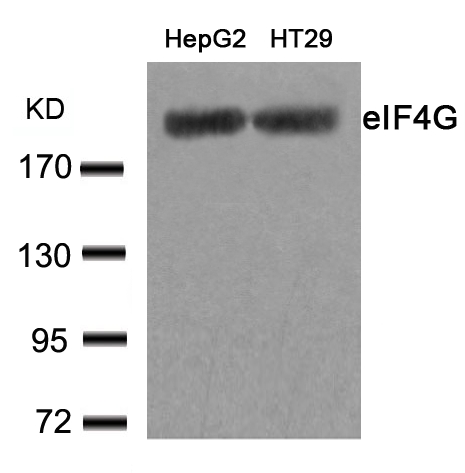 Polyclonal Antibody to eIF4G (Ab-1232)