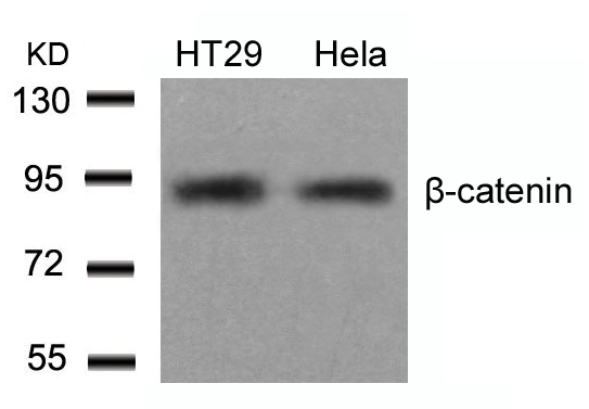 Polyclonal Antibody to beta-Catenin (Ab-654)  (Discontinued)