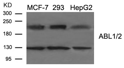 Polyclonal Antibody to ABL1/2 (Ab-393/439)