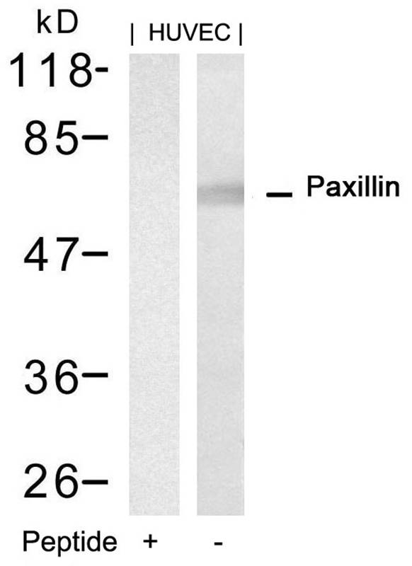 Polyclonal Antibody to Paxillin (Ab-88)