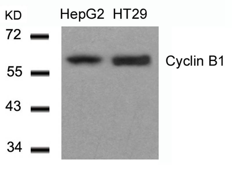 Polyclonal Antibody to Cyclin B1 (Ab-147)