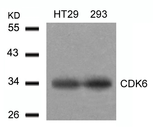 Polyclonal Antibody to CDK6 (Ab-24)