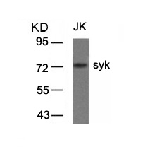 Polyclonal Antibody to syk (Ab-323)