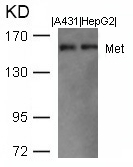 Polyclonal Antibody to Met (Ab-1003)