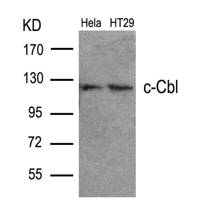 Polyclonal Antibody to c-Cbl (Ab-700)