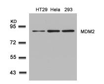 Polyclonal Antibody to MDM2 (Ab-166)