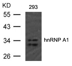 Polyclonal Antibody to hnRNP A1 (Ab-192)