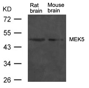 Polyclonal Antibody to MEK5